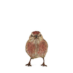Redpoll Bird Ceramic Sculpture Life Size